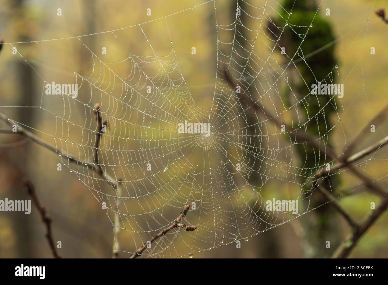 Close-up of a spider web with water droplets in an autumn forest. Droplets of mist settled on the web in the morning Stock Photo