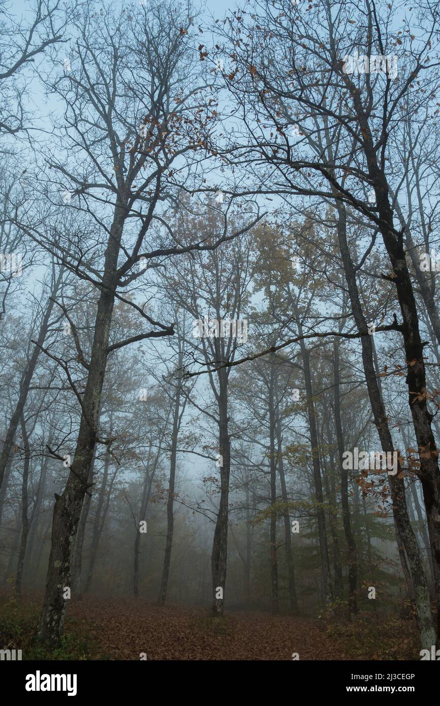 A misty morning in an autumn forest. Naked tree trunks stand among the fallen leaves. In the background is a blue sky. A beautiful, mysterious autumn Stock Photo