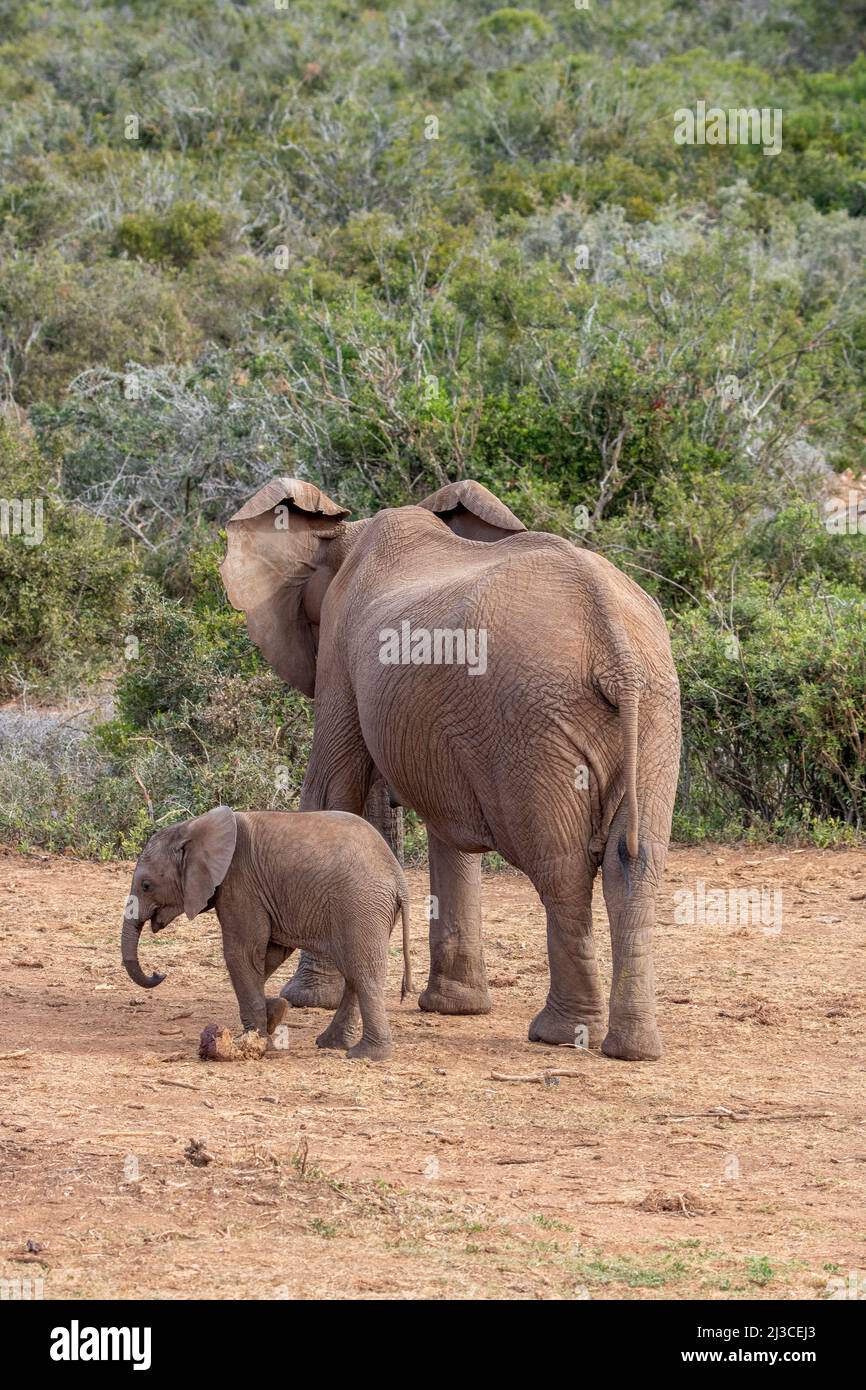 Twin elephant calves, Addo Elephant National Park Stock Photo