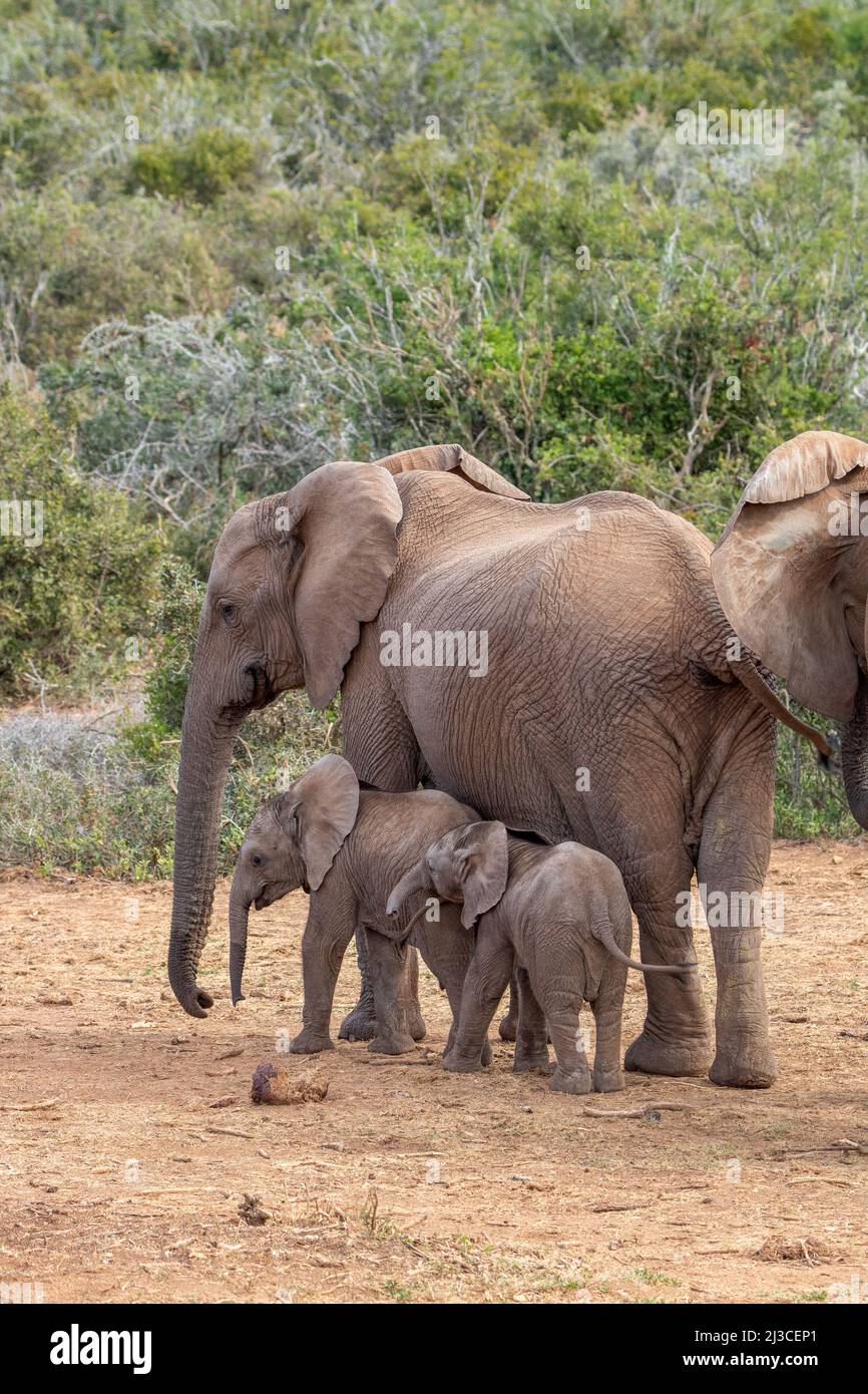 Twin elephant calves, Addo Elephant National Park Stock Photo