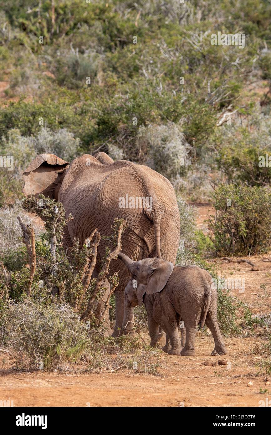 Twin elephant calves, Addo Elephant National Park Stock Photo