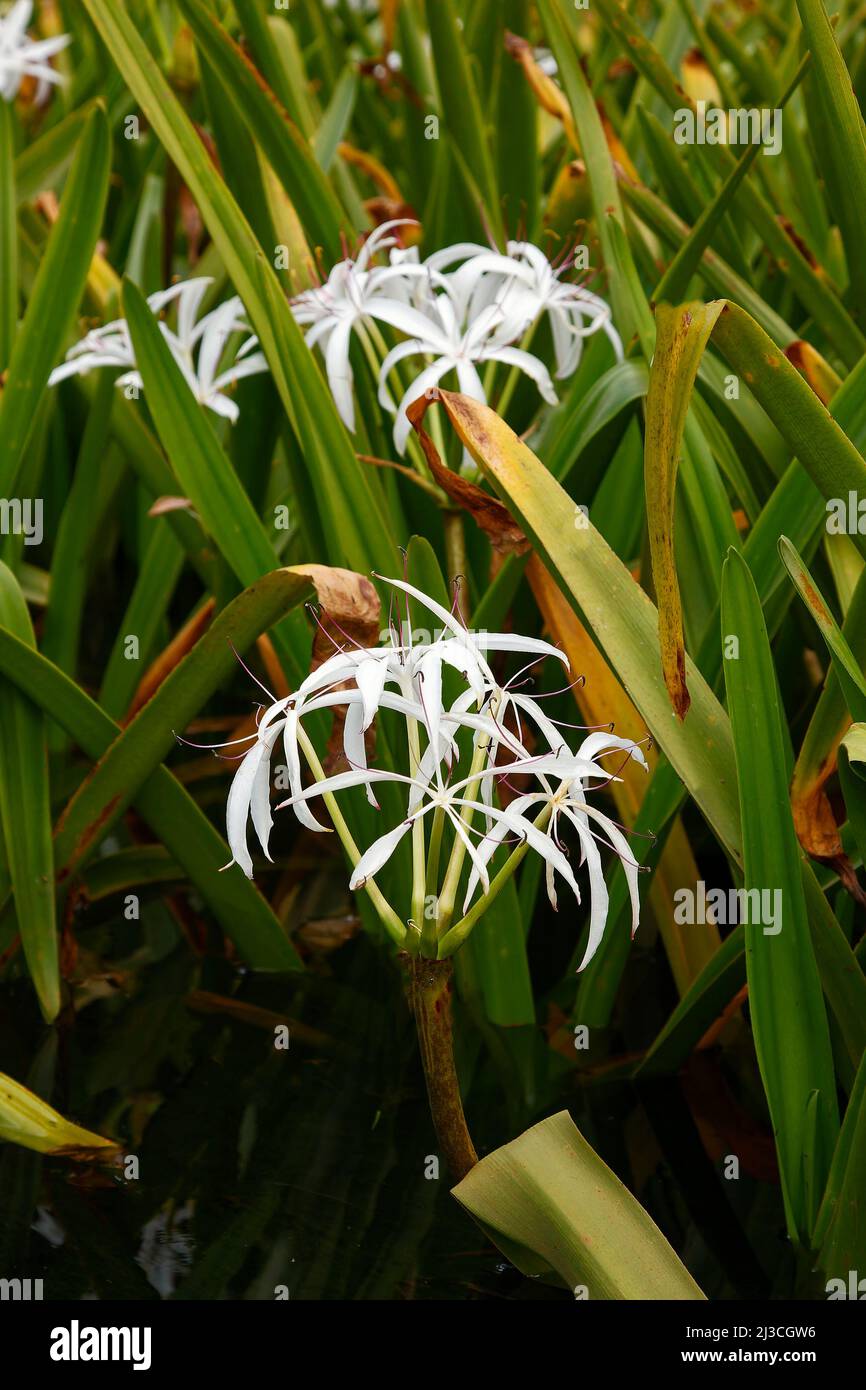 white string lily, Crinum americanum, swamp lily, wildflower, graceful, long spike shape green leaves, nature, beauty, long stamens, reddish-purple an Stock Photo