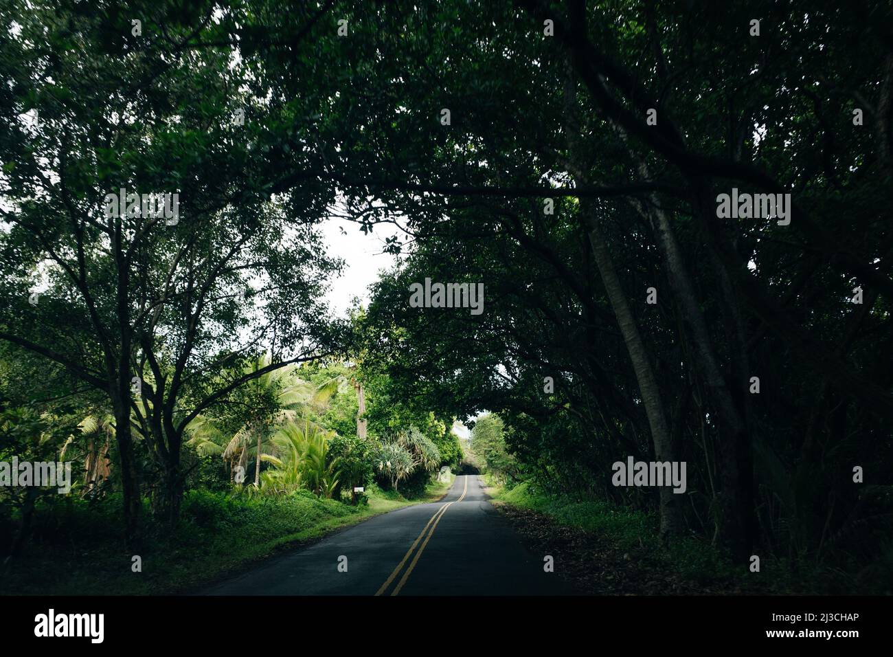 Road covered by tree canopies on Big Island, Hawaii Stock Photo Alamy