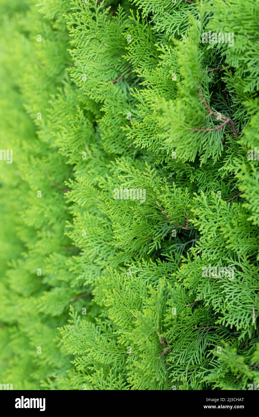 tuya east is green coniferous tree. young cypress trees branches and leaves of thuja variety aurea nana orientalis decorative plant on natural garden Stock Photo