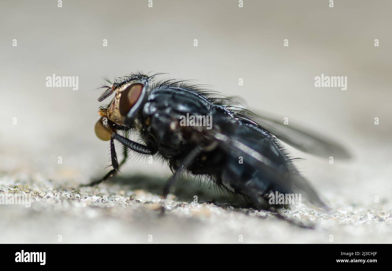 Close up of a House Fly taken head on on a plain background. Stock Photo