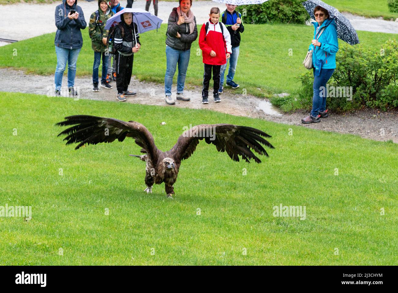 WERFEN, AUSTRIA - MAY 20, 2019: Unidentified people watch as a tamed vulture takes off from the lawn. Stock Photo