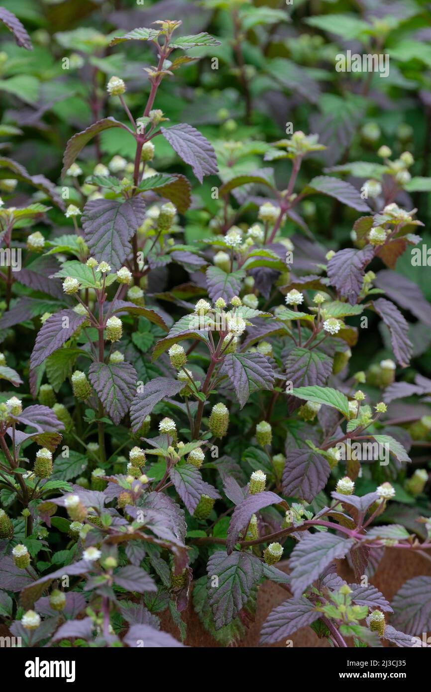 Aztec Sweet Herb. Lippia dulcis, fast growing herb with aromatic foliage and white flowers Stock Photo