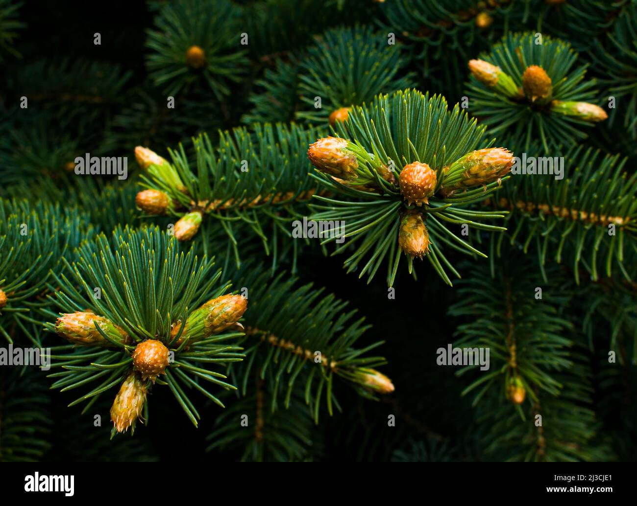 Several Green Fir Branches Stock Photo - Download Image Now