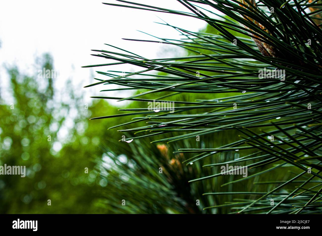 Several Green Fir Branches Stock Photo - Download Image Now