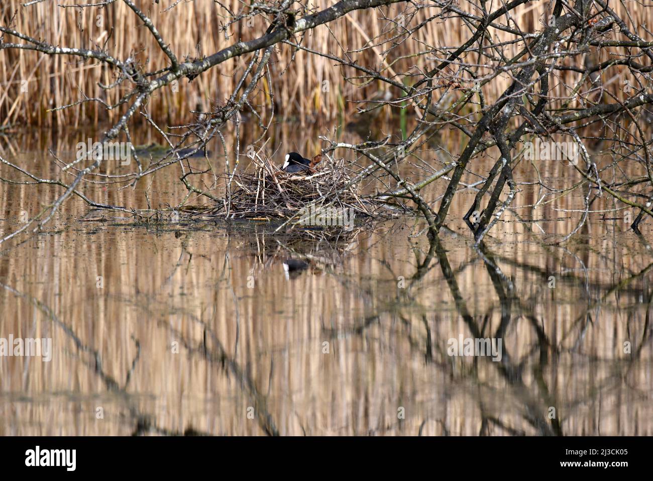 A coot sitting on a nest reflected in the beautiful Basingstoke Canal in Surrey Stock Photo