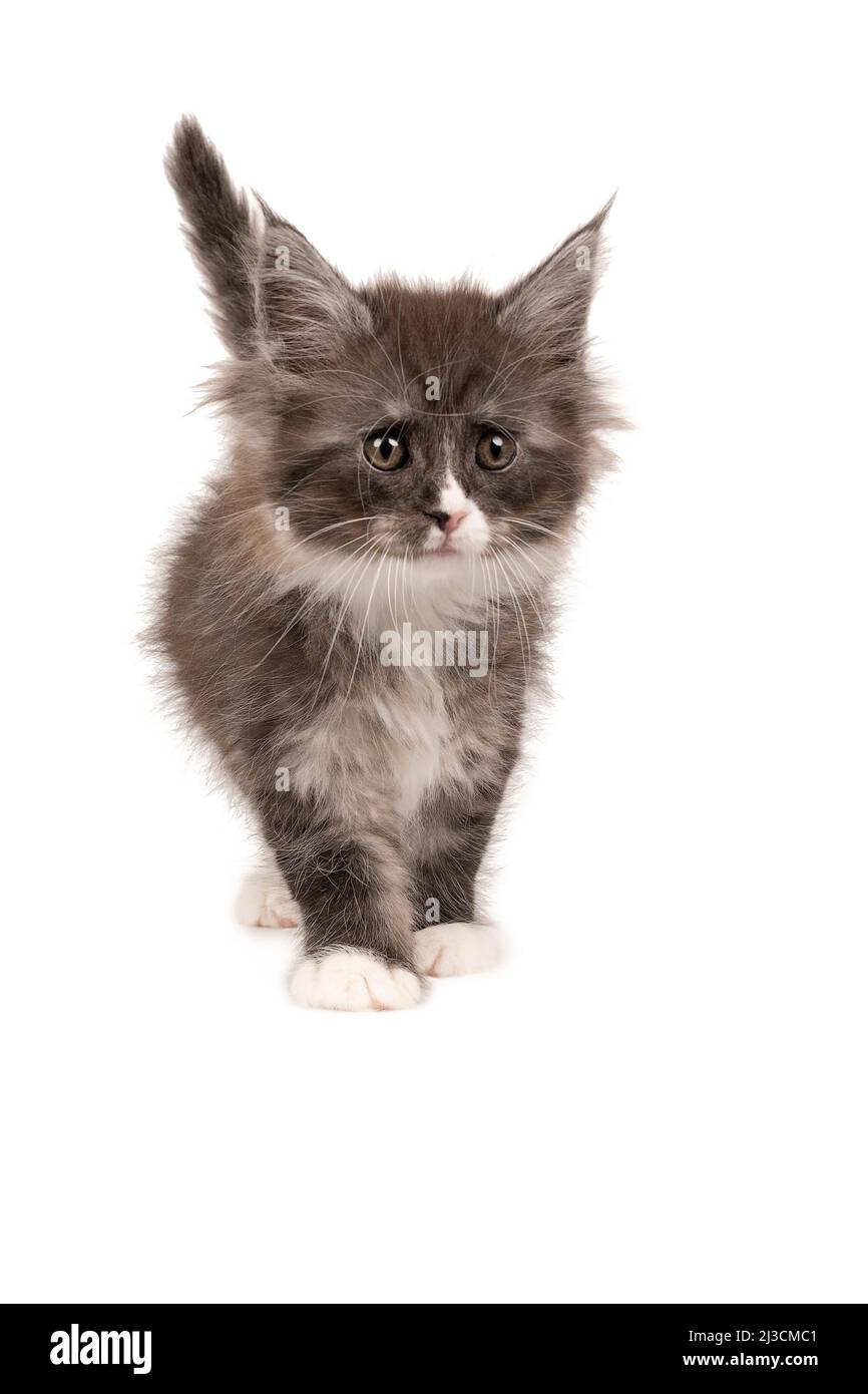 A Funny cute Maine coon cat kitten, close up. Largest domesticated
