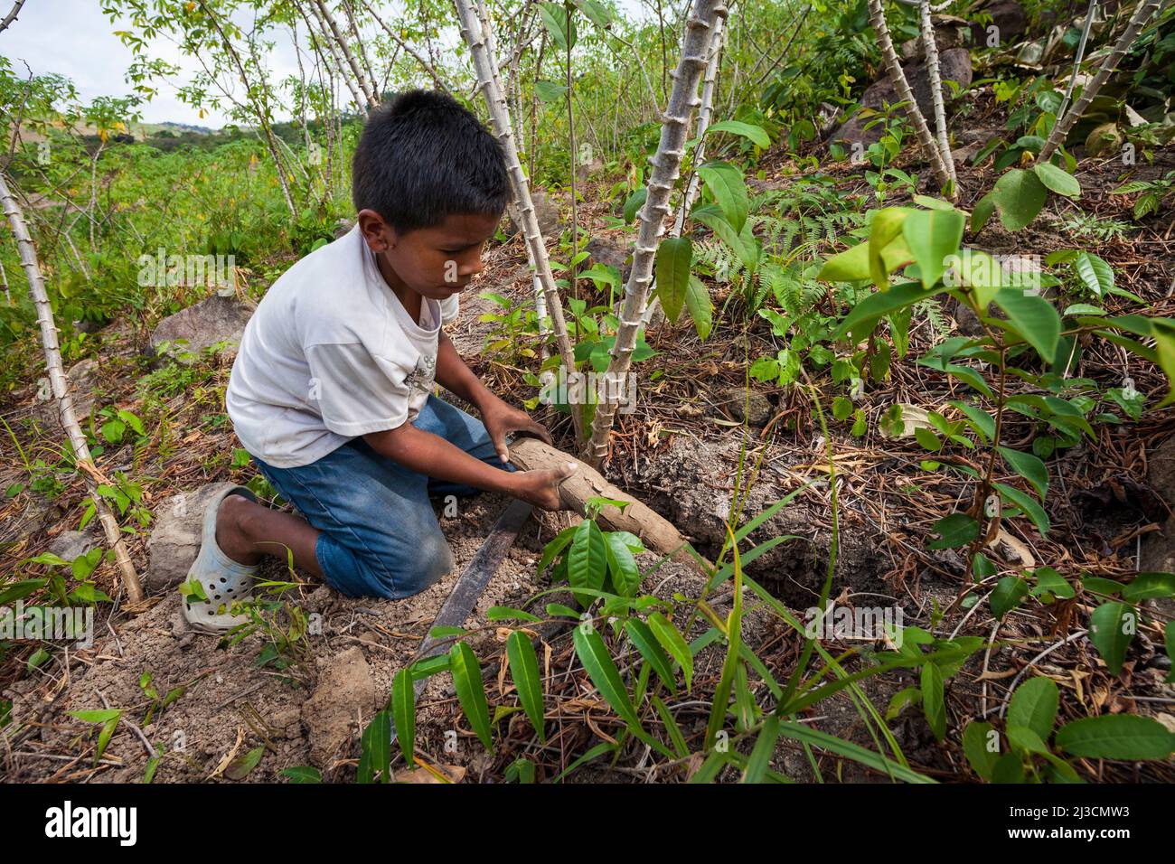 A young boy is harvesting yuca in Las MInas de Tulu, Cocle province, Republic of Panama, Central America. Stock Photo