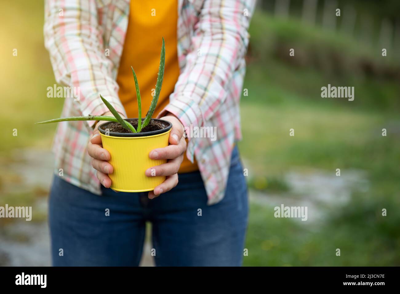 unrecognizable woman holding a pot with an aloe vera plant and copy space. countryside Stock Photo
