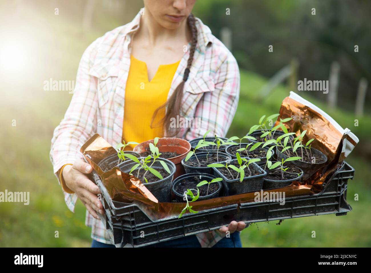 close-up of a box filled with pots of tomato plant sprouts held by an unrecognizable woman. farming concept. Stock Photo