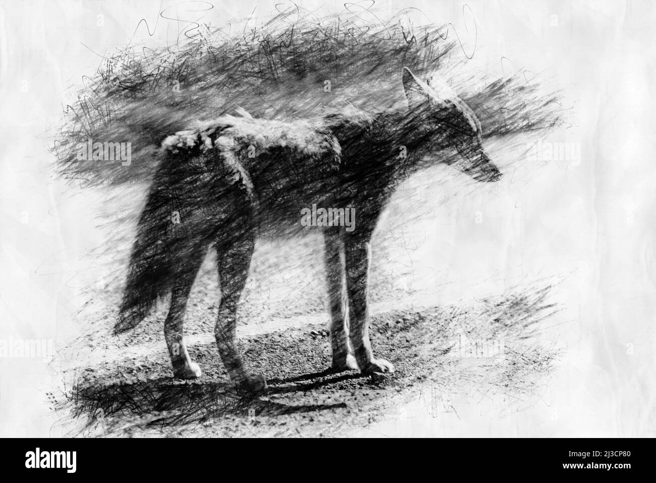 coyote on a street in pencil drawing style Stock Photo