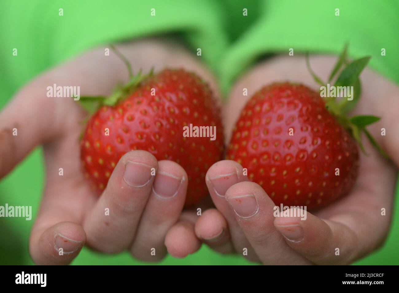 hands of a little child offering huge red ripe organic strawberries fresh from the garden Stock Photo