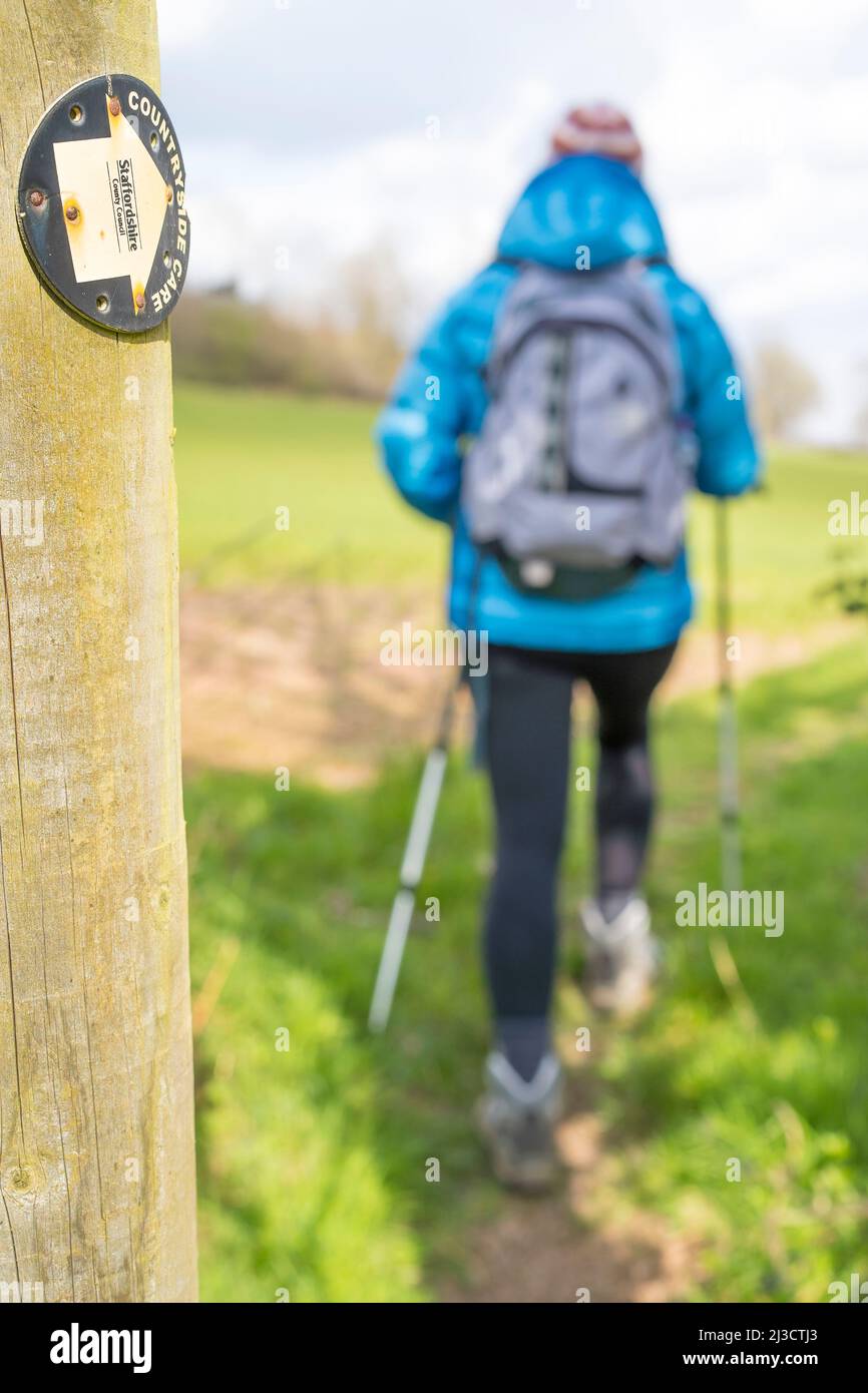 Rear view of isolated female hiker woman walking in UK countryside with ...