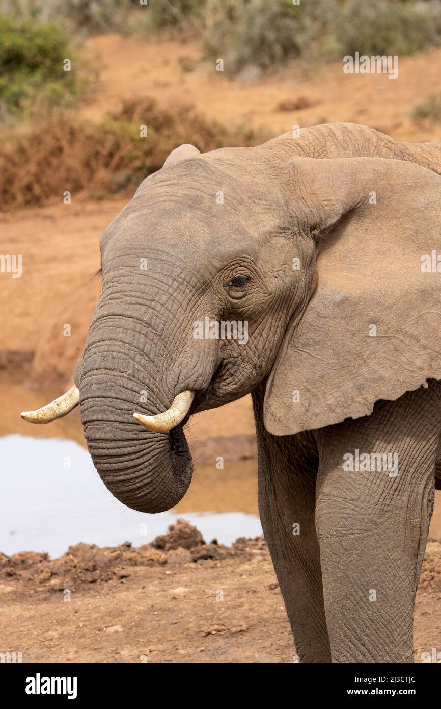 African elephant drinking water at a waterhole, Addo Elephant National Park Stock Photo