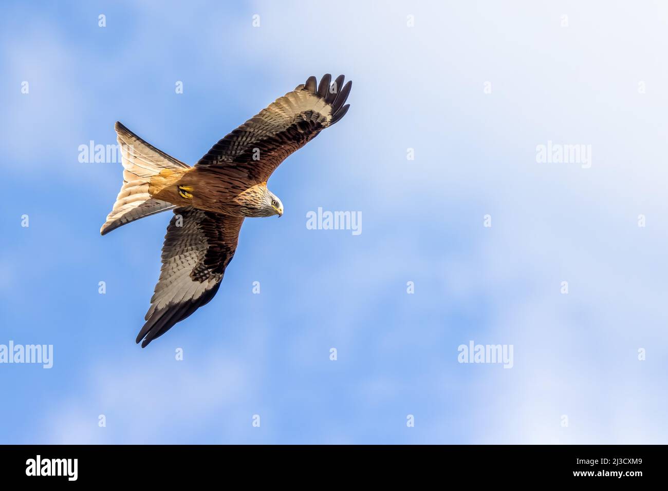 Red Kite (Milvus milvus) flying in Northamptonshire UK - Blue Sky, space for copy Stock Photo