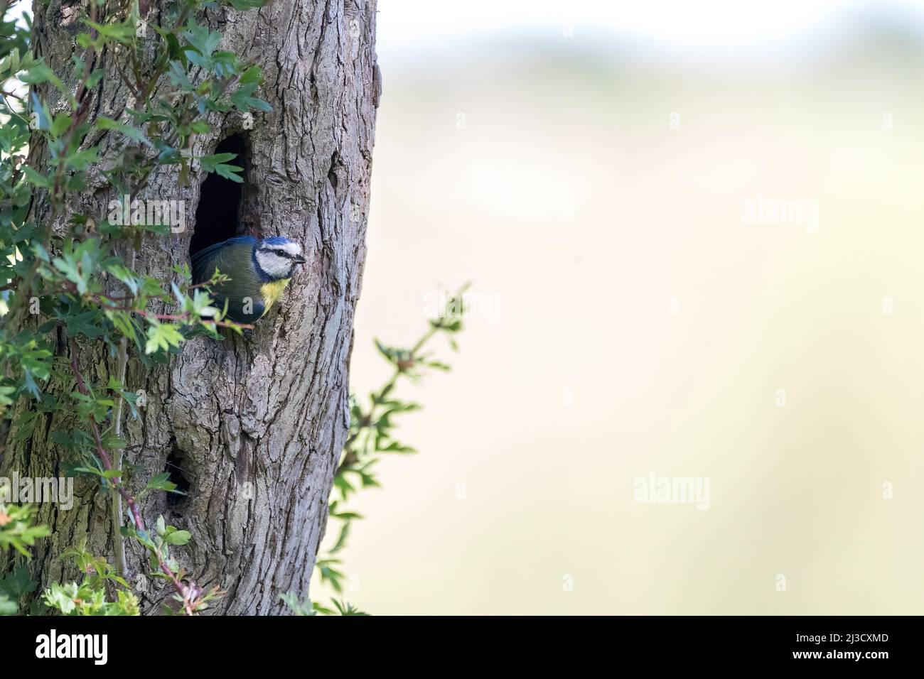 Blue Tit (cyanistes caeruleus) in natural nest hole of tree, with space for copy text Stock Photo