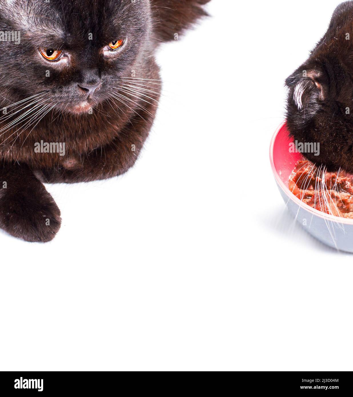 Scottish-British cats eating on a white background, isolated image, beautiful domestic cats, cats in the house, pets Stock Photo