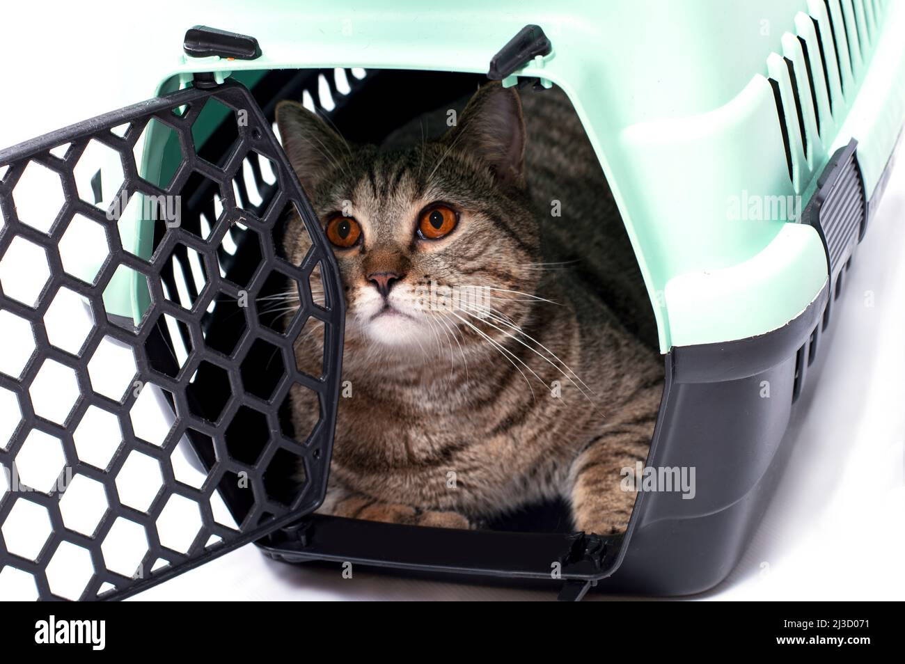 tabi gold cat inside a cat carrier, isolated image, beautiful domestic