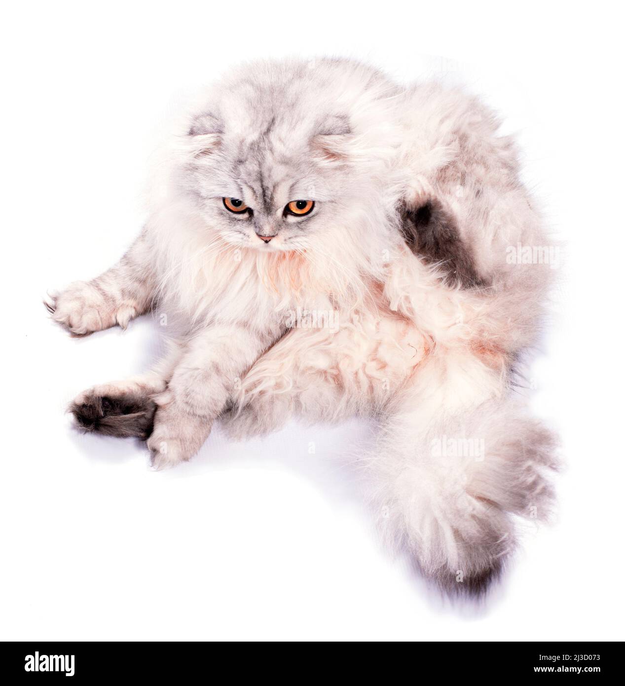 beautiful fluffy scottish cat silver chinchilla sitting, isolated image, beautiful domestic cats, cats in the house, pets, Stock Photo