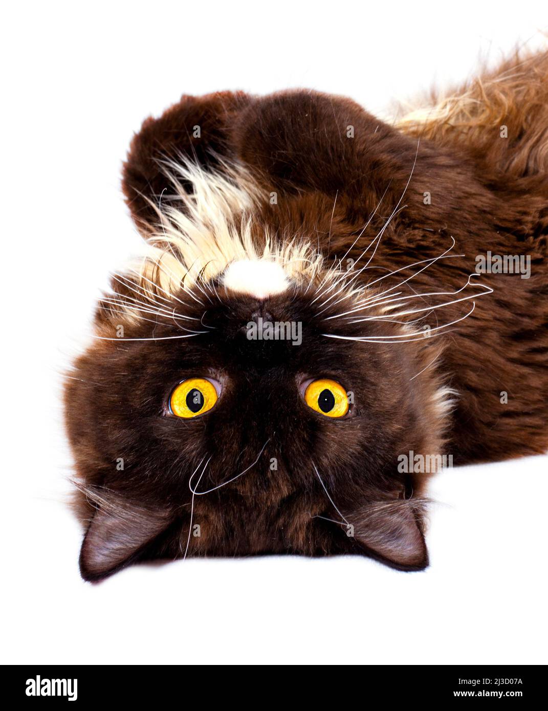 funny portrait face close-up fluffy chocolate-colored long-haired Scottish cat lying, isolated image, beautiful domestic cats, cats in the house, pets Stock Photo