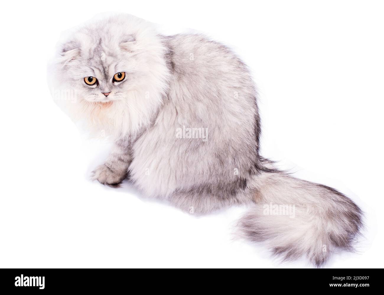 beautiful fluffy scottish fold cat light silver chinchilla sitting, isolated image, beautiful domestic cats, cats in the house, pets, Stock Photo