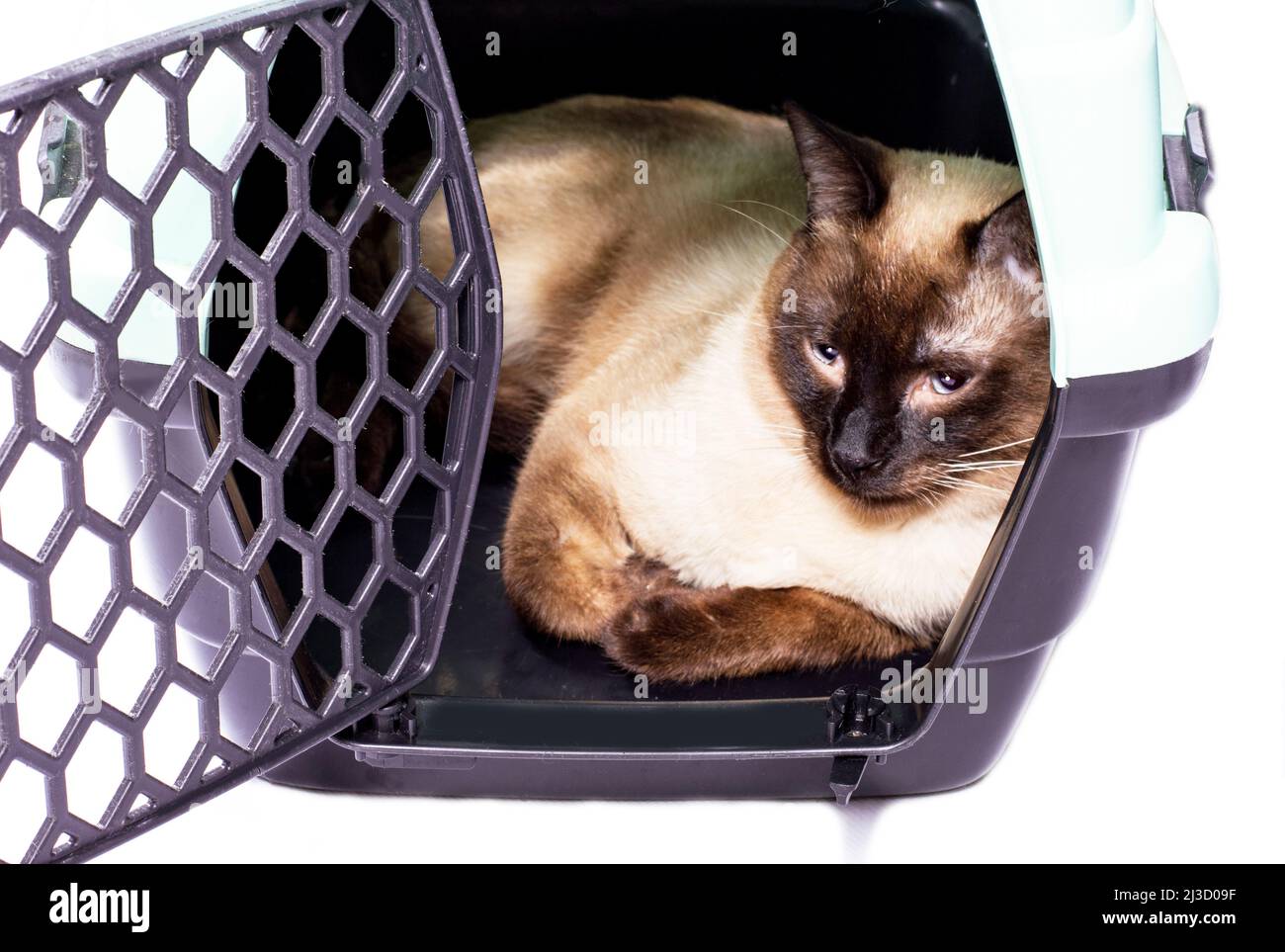 Thai cat is resting inside a cat carrier, an isolated image, beautiful domestic cats, cats in