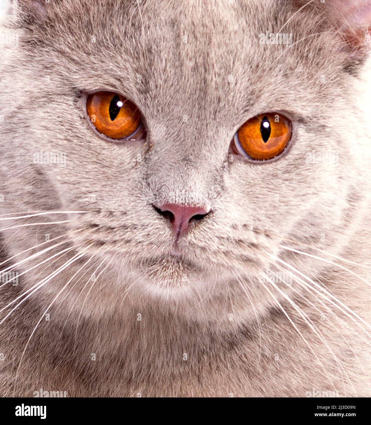 close-up portrait of a beautiful Scottish lilac cat, beautiful domestic cats, cats in the house, pets Stock Photo