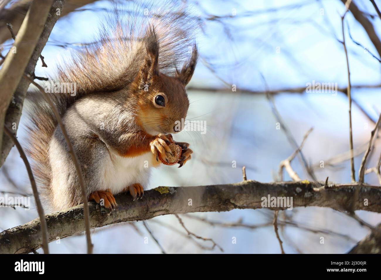 Red squirrel sitting on a tree branch in forest and nibbling hazelnut on blue sky background Stock Photo