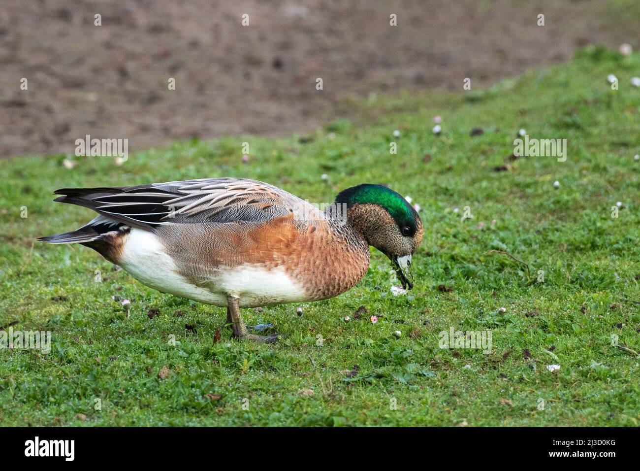 American Wigeon (Anas americana), Feeding on Grass Stock Photo
