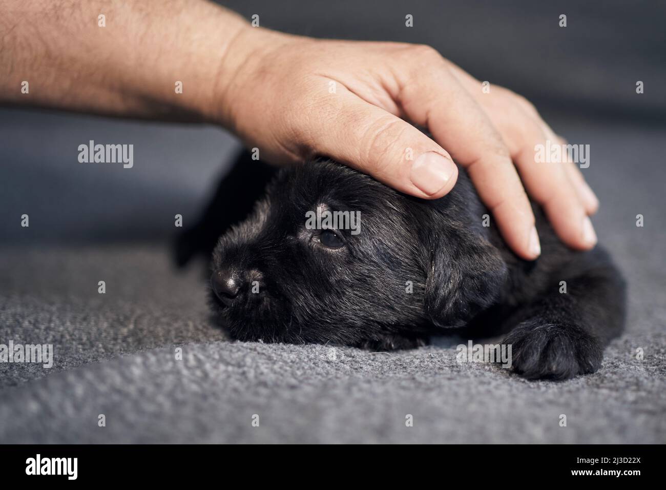 Large hand of pet owner stroking small dog. Cute puppy of Black Giant Schnauzer lying on sofa. Stock Photo
