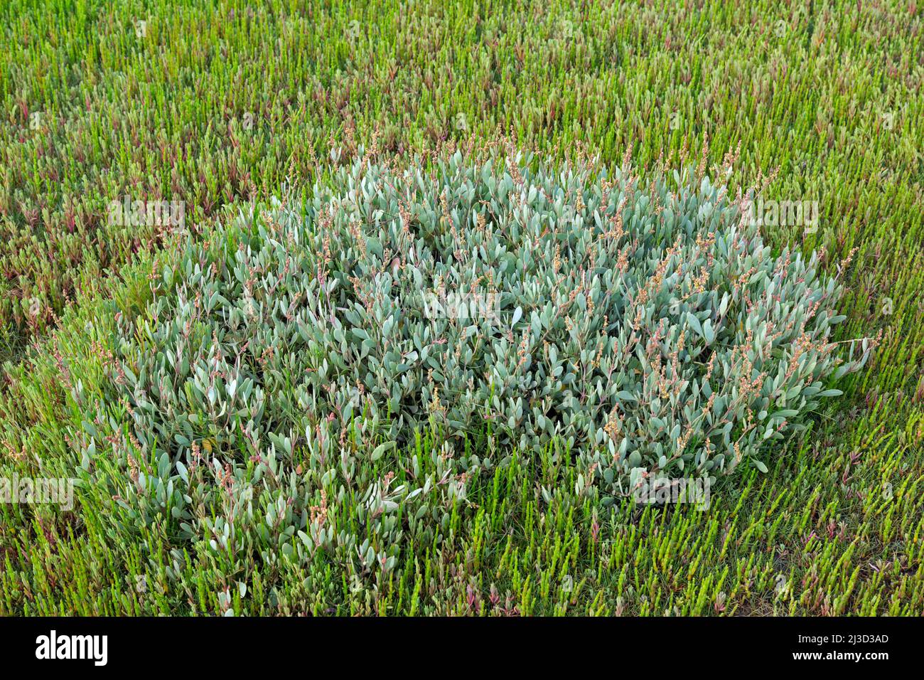 Sea purslane (Atriplex portulacoides / Halimione portulacoides) growing in salt marsh among glasswort / marsh samphire in summer Stock Photo