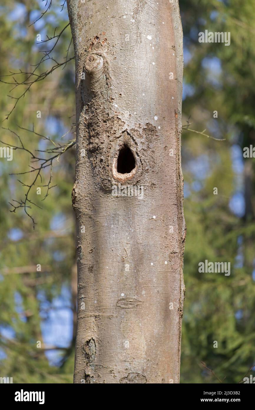 Nest / nesting hole of black woodpecker (Dryocopus martius) hammered in beech tree trunk in deciduous forest / wood in spring Stock Photo