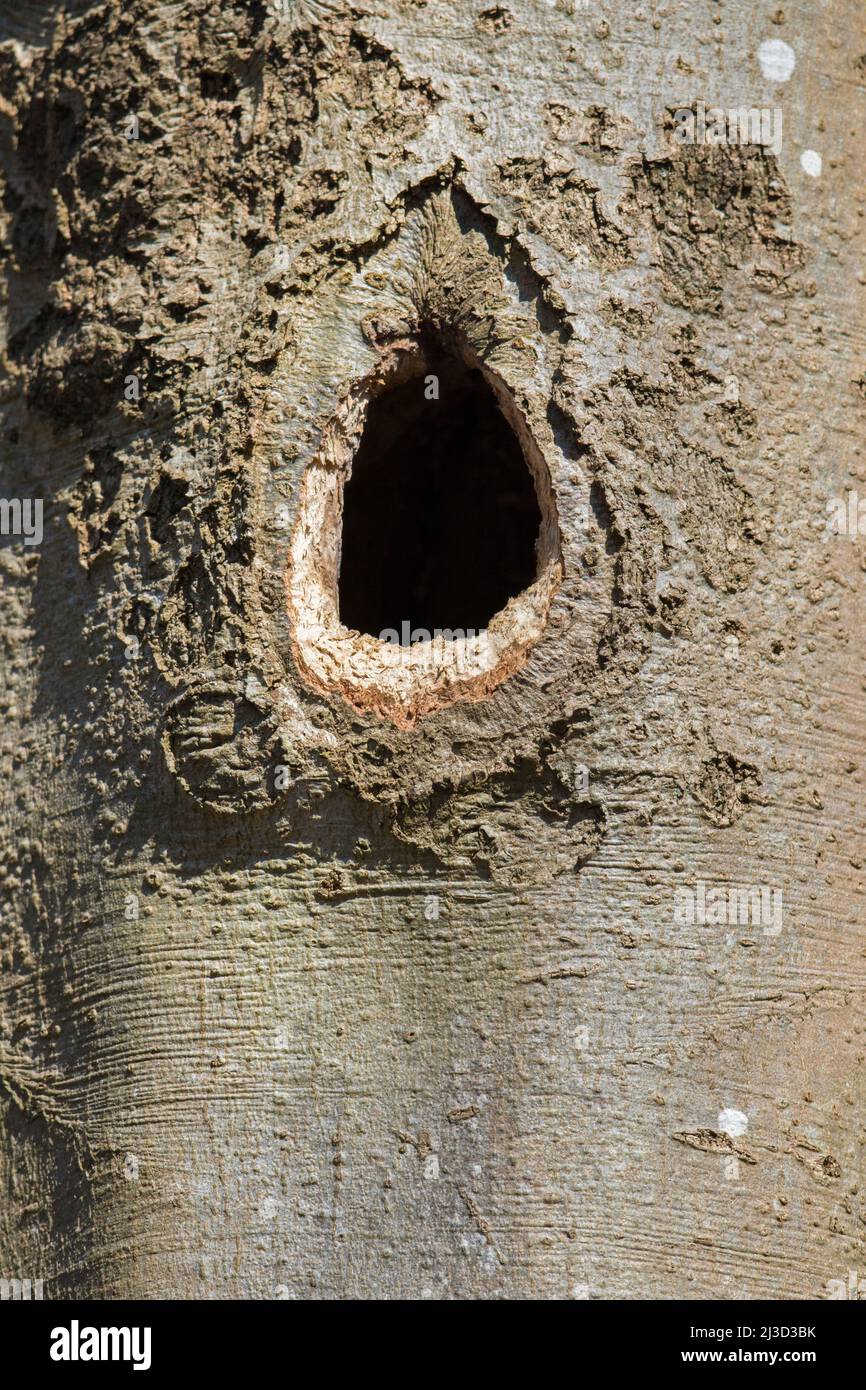 Nest / nesting hole of black woodpecker (Dryocopus martius) hammered in beech tree trunk in deciduous forest / wood in spring Stock Photo