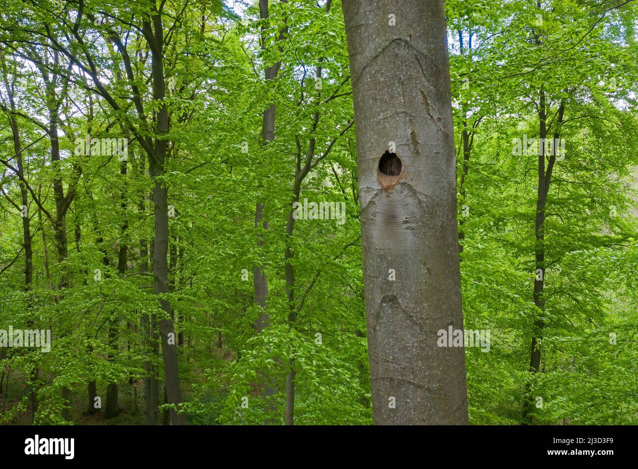 Nest / nesting hole of black woodpecker (Dryocopus martius) hammered in beech tree trunk in deciduous forest / wood in spring Stock Photo