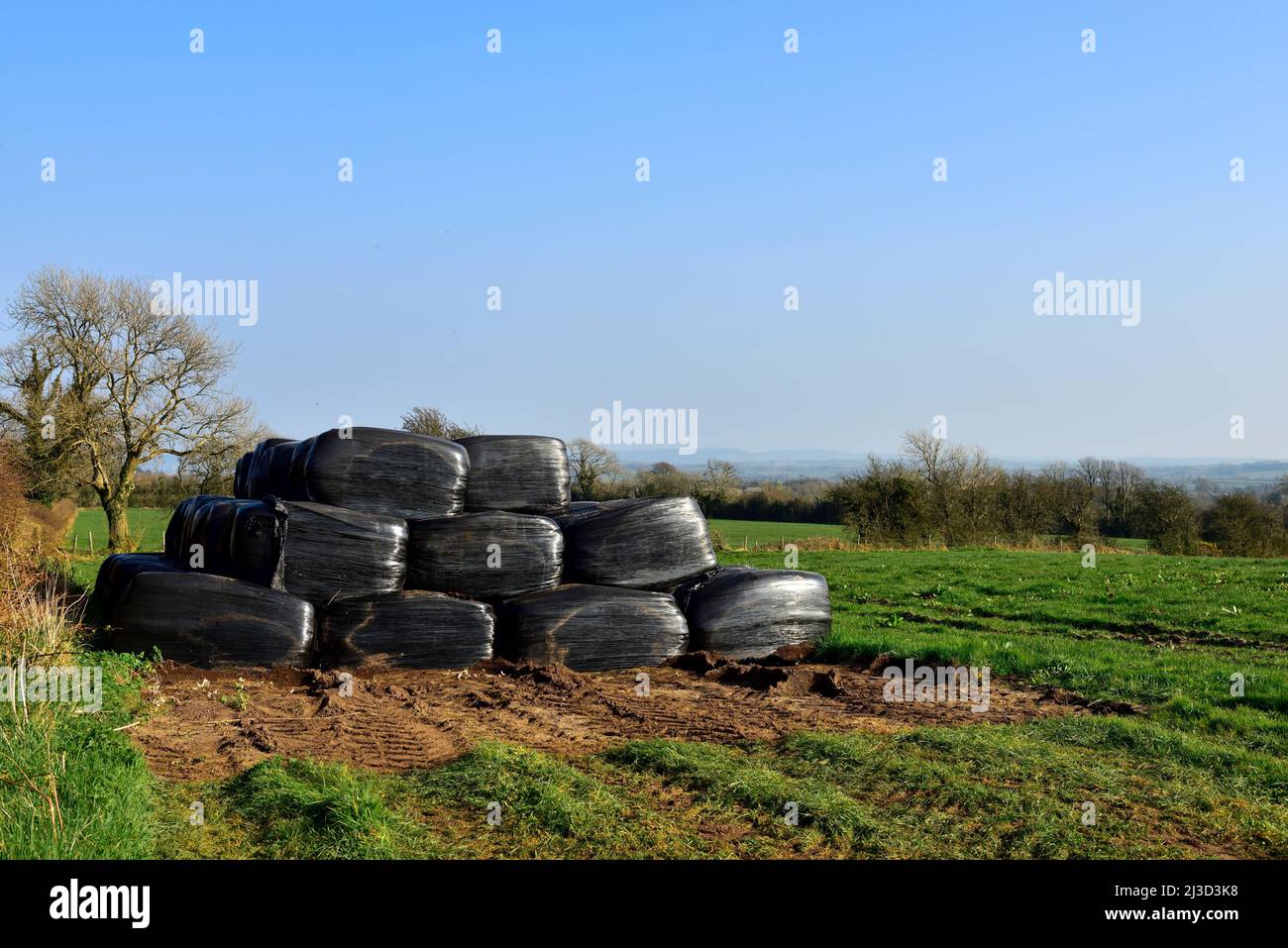 Black plastic polythene silage bags used to ferment straw for storage. Can see empty space where some bags have already been used. Stock Photo