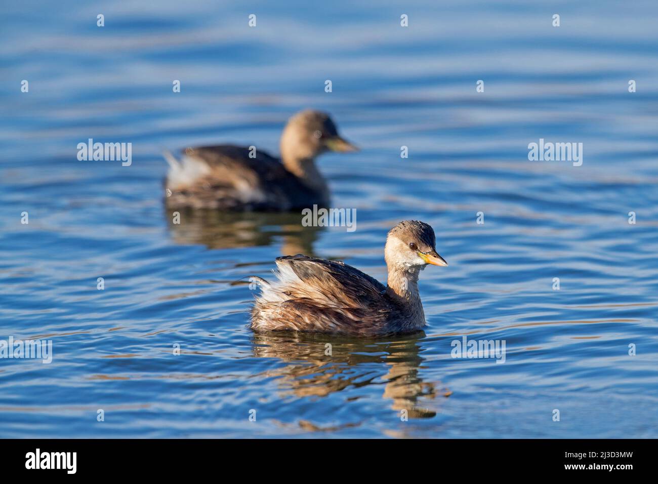 Two little grebes / dabchicks (Tachybaptus ruficollis / Podiceps ruficollis) in non-breeding plumage swimming in lake in winter Stock Photo