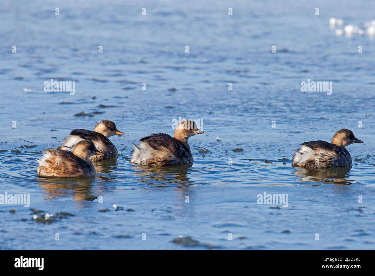 Four little grebes / dabchicks (Tachybaptus ruficollis / Podiceps ruficollis) in non-breeding plumage swimming in partially frozen lake in winter Stock Photo