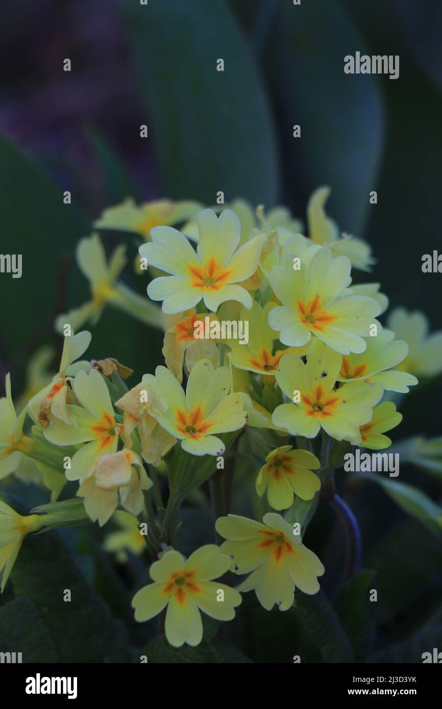 Yellow Primulas or Primula vulgaris. Primula acaulis Stock Photo