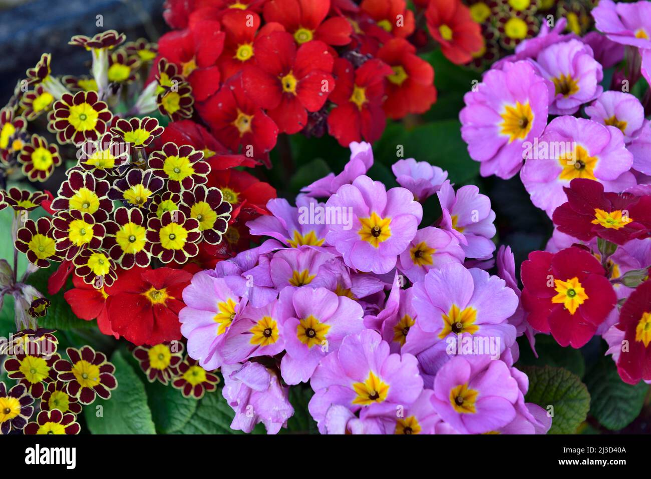 Colourful display of polyanthus and auricula blooms in pot Stock Photo