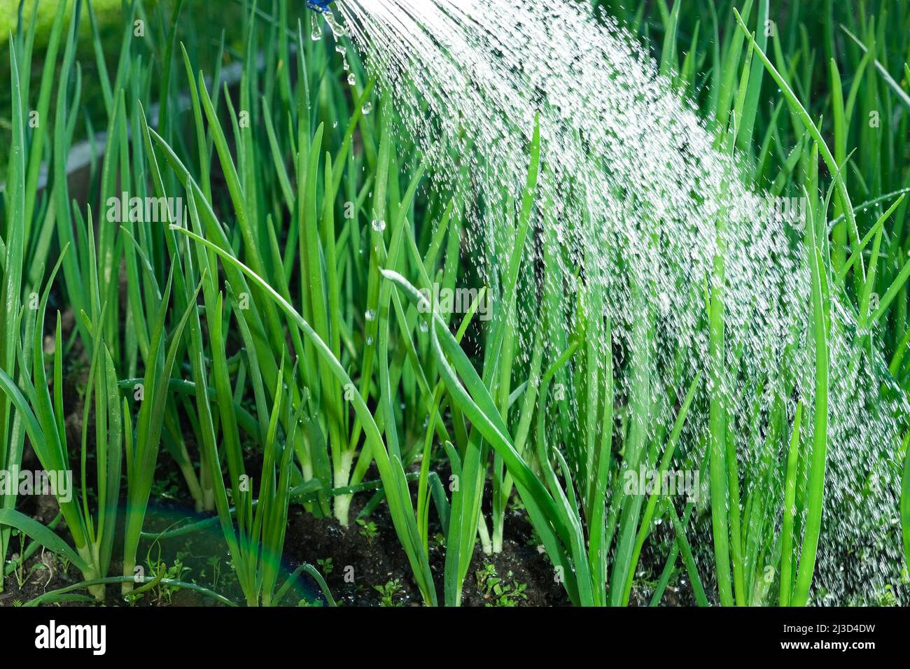 Hand watering a plant with wateringcan. Beautiful growing green onion