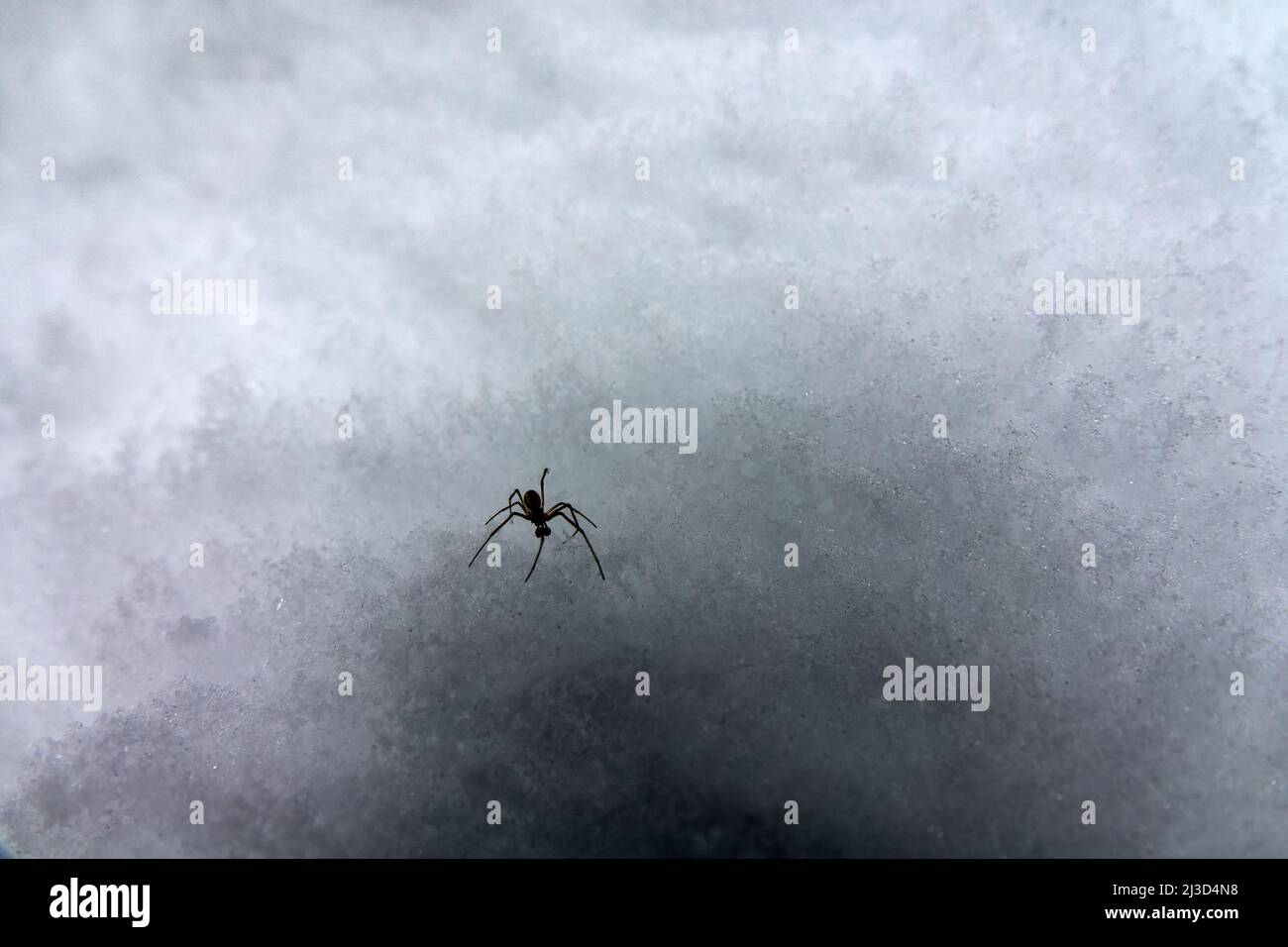 Snowpack and snow spider. Winter spider (Linyphiidae) Coldblooded
