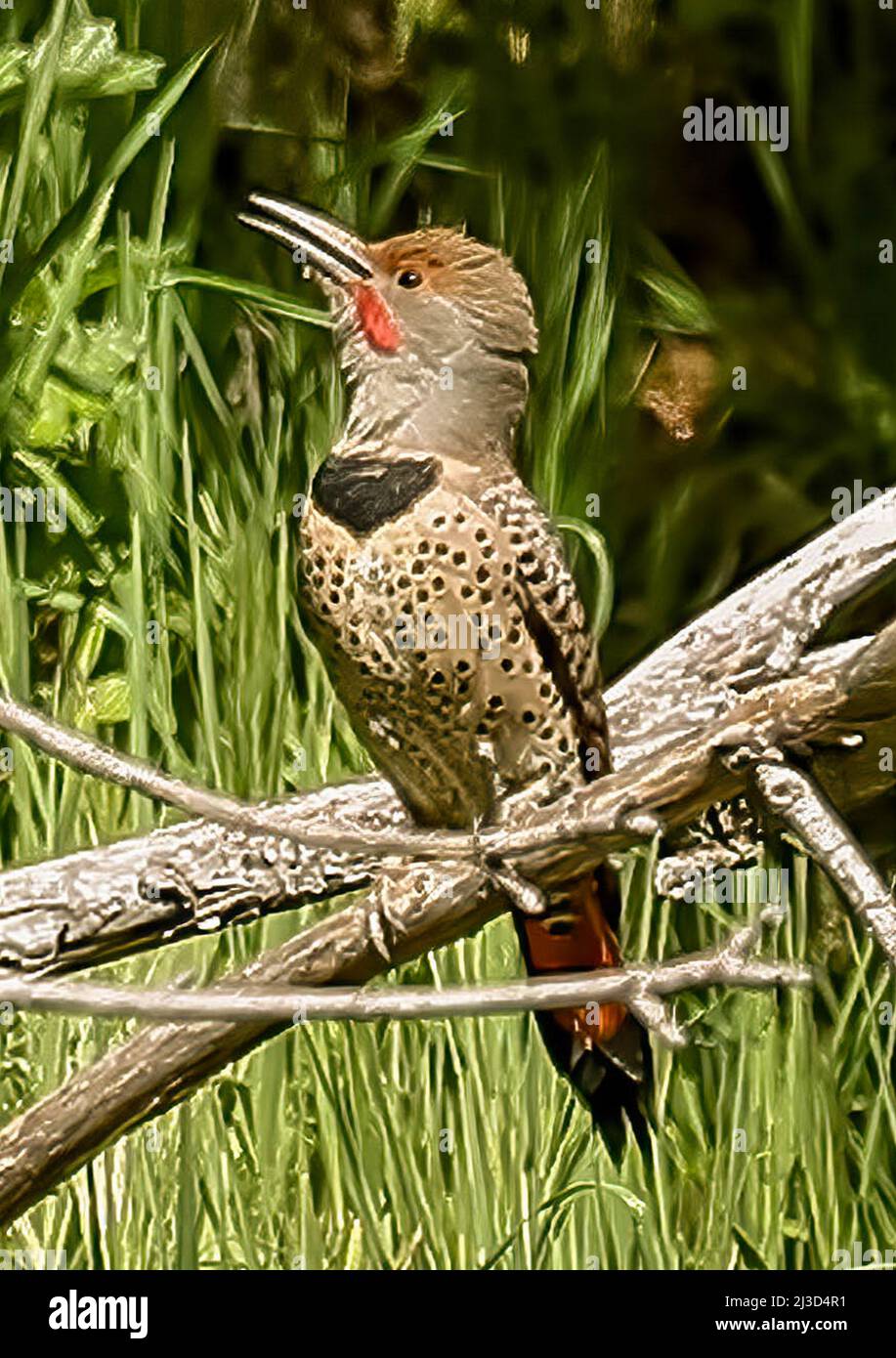 San Jose, California, USA, 7th April  2022: The northern flicker (Colaptes auratus) or common flicker is a medium-sized bird of the woodpecker family. It is native to most of North America, parts of Central America, Cuba, and the Cayman Islands, and is one of the few woodpecker species that migrate. Over 100 common names for the northern flicker are known, including yellowhammer (not to be confused with the Eurasian yellowhammer), clape, gaffer woodpecker, harry-wicket[citation needed], heigh-ho, wake-up, walk-up, wick-up, yarrup, and gawker bird. Many of these names derive from attempts to im Stock Photo