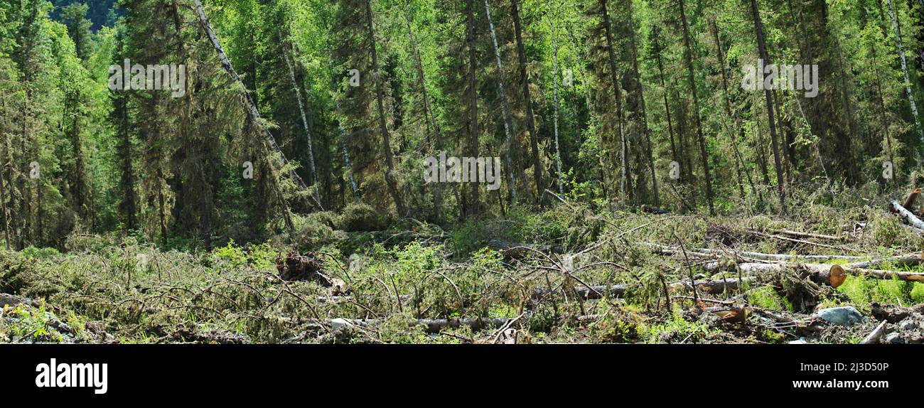 Forest industry. Loss of wood in logging. Trunk of tree (delimbed stem ...