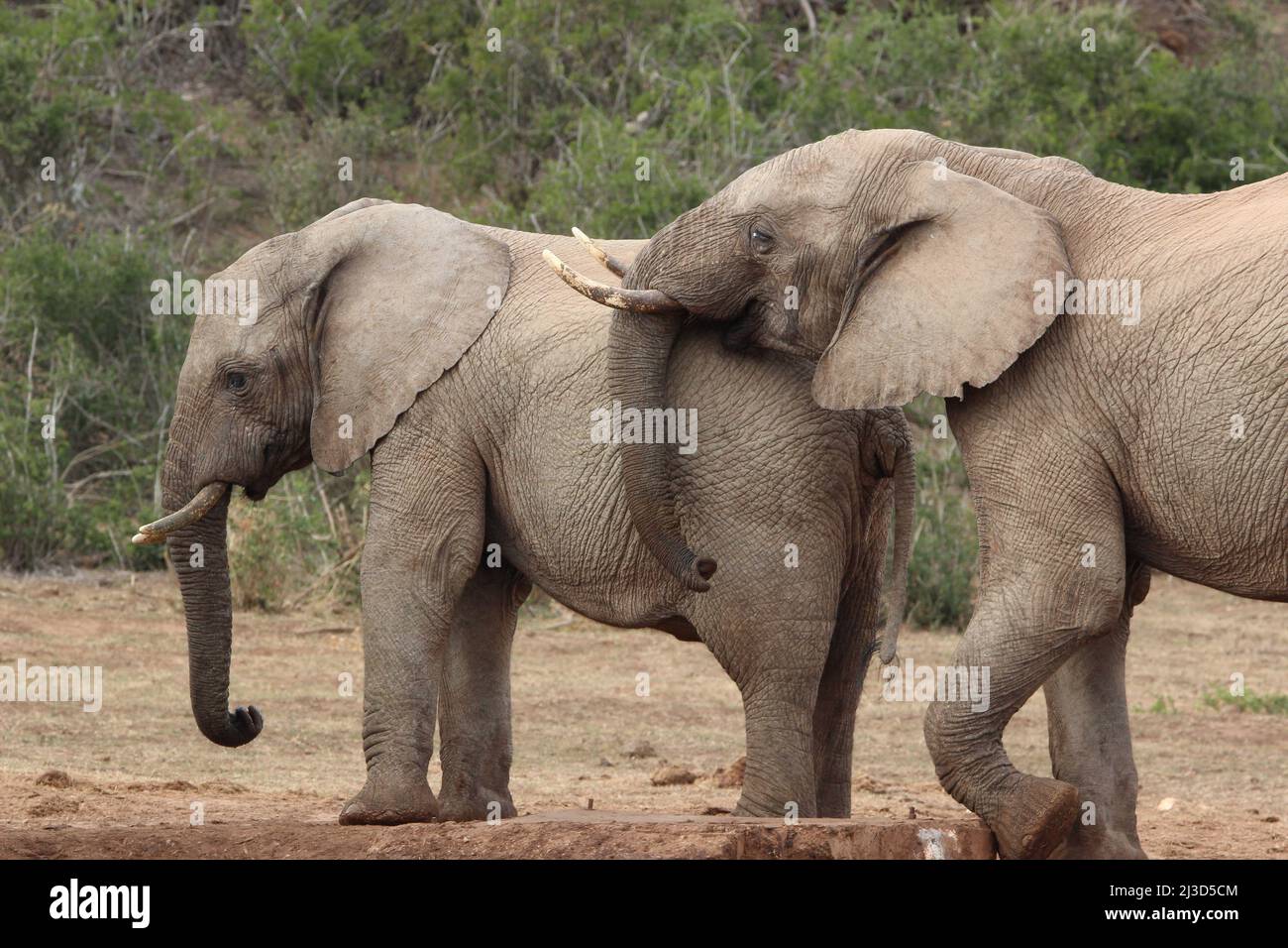 African elephant, Addo Elephant National Park Stock Photo