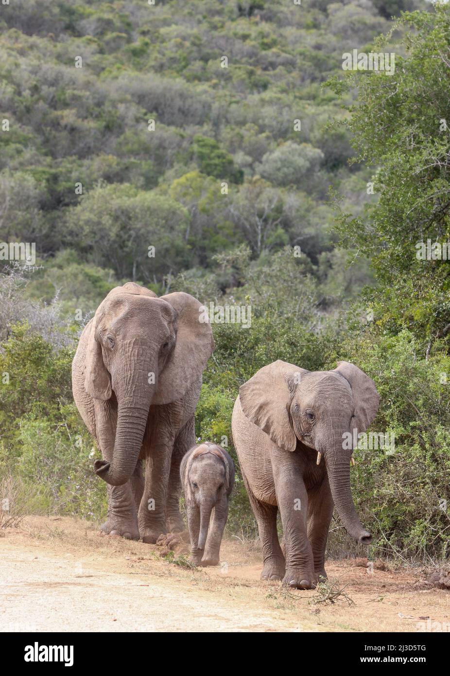 Cute elephant calf, Addo Elephant National Park Stock Photo