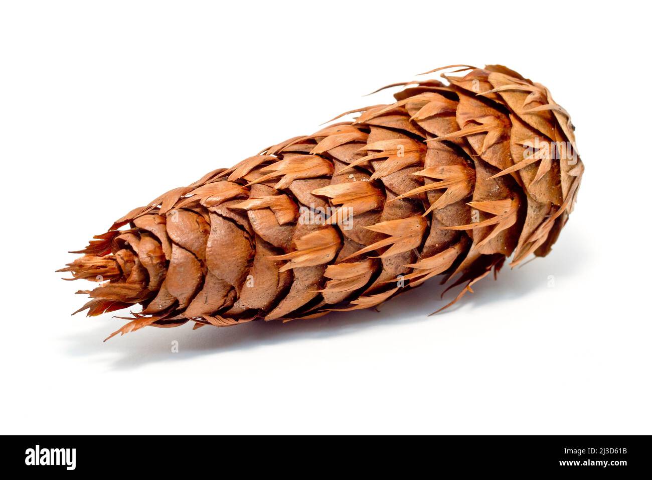 Douglas Fir (pseudotsuga menziesii), isolated close up of a single mature cone showing the distinctive 3 pronged bracts between the scales. Stock Photo